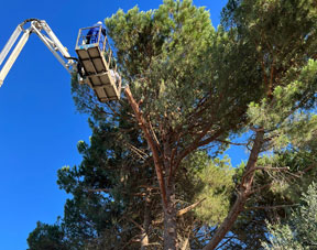 Potatura alberi ad alto fusto