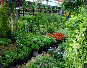 Vendita piante e fiori
